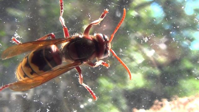 Killer Hornet in Switzerland the Ultimate NWO Bee Killer Vespa Mandarinia: Monsanto`s Favourite